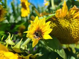 lindo girassol amarelo em um ambiente rural em frente a um campo de cultivo em um dia ensolarado. foto