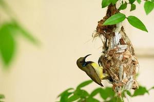 passarinho e passarinho em um ninho na tailândia. sunbird de dorso oliva, sunbird de barriga amarela, cinnyris jugularis foto