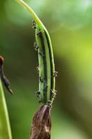 formigas em broto de flor. foto