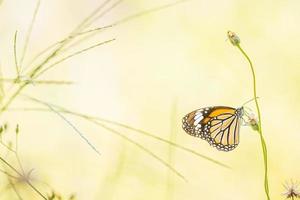 borboleta listrada preta e marrom fica na flor no jardim na tailândia foto