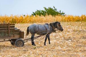 paisagem de outono com campo de trigo e cavalo com uma carroça, campo de milho e cavalo em dia ensolarado foto