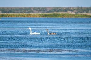 paisagem de verão com família de cisnes na lagoa foto