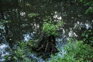 paisagem com rio na floresta foto