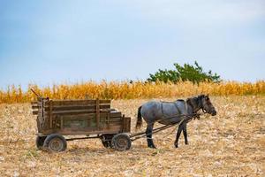 paisagem de outono com campo de trigo e cavalo com uma carroça, campo de milho e cavalo em dia ensolarado foto