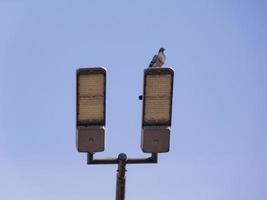 uma pomba na luminária de rua foto