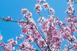 linda foto de perto da flor de cerejeira rosa contra o céu azul
