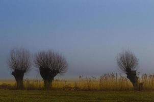 três árvores pastando foto