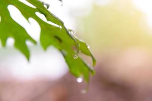 folha verde com gotas de chuva para fundo foto