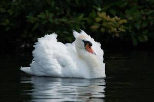cisne muda, cygnus olor foto