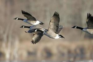 migrando gansos canadenses em voo