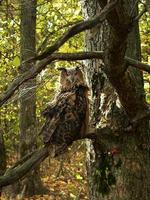 coruja de águia eurasian foto