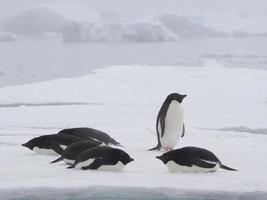 pinguins adélia na península antártica foto