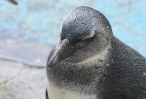 pequenos pinguins