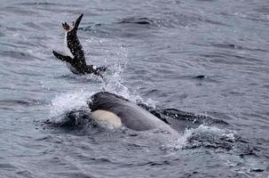 baleia assassina brincando com pinguim-gentoo foto