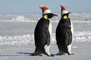 casal de pinguins no natal foto