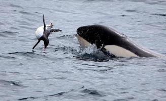 baleia assassina brincando com pinguim-gentoo foto