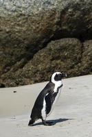 pinguins africanos na praia de pedregulhos foto