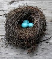 ovos de robin em um ninho