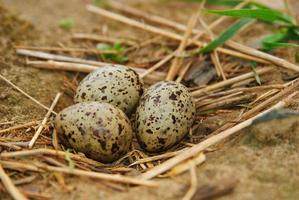 ovos de gaivota no ninho