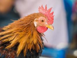 galinha anã da raça local na Tailândia foto