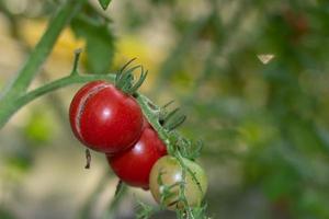 fruto de tomate rachado na planta de tomate. foto