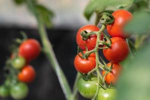 mão segurando tomates vermelhos frescos, vegetais orgânicos para uma alimentação saudável. foto