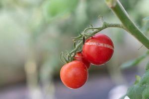 fruto de tomate rachado na planta de tomate. foto