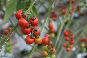 mão segurando tomates vermelhos frescos, vegetais orgânicos para uma alimentação saudável. foto