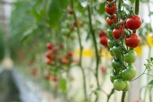 mão segurando tomates vermelhos frescos, vegetais orgânicos para uma alimentação saudável. foto