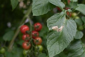 Lagarta minadora do tomateiro tuta absoluta infestada em folha de tomateiro. foto