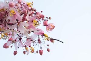 rosa desejando árvore cassia bakeriana flor desabrochando com céu claro. foto