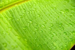 close-up de gotas de água na folha de bananeira foto