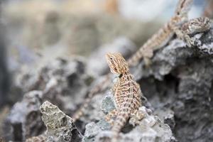 lagarto de agama dragão barbudo em pedra foto