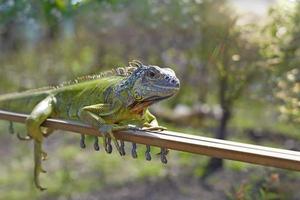 a iguana foto
