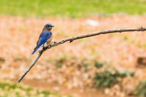 pássaro azul oriental foto