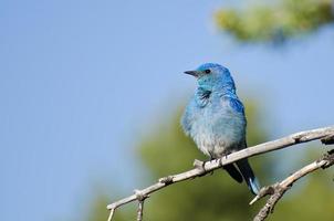 pássaro azul da montanha empoleirado em uma árvore