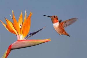 beija-flor e ave do paraíso foto