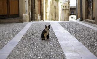 gatos abandonados na rua foto
