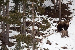 urso pardo na natureza, brincando com a neve foto