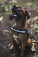 cão boxer na natureza, paisagem, floresta e amigos foto