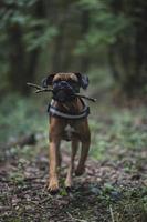 cão boxer na natureza, paisagem, floresta e amigos foto