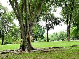 uma grande árvore com raízes cobrindo o chão, uma grande árvore no jardim foto