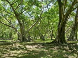 uma grande árvore com raízes cobrindo o chão, uma grande árvore no jardim foto