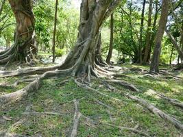 uma grande árvore com raízes cobrindo o chão, uma grande árvore no jardim