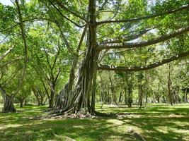 uma grande árvore com raízes cobrindo o chão, uma grande árvore no jardim foto