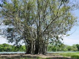 uma grande árvore com raízes cobrindo o chão, uma grande árvore no jardim foto