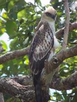 águia falcão juvenil com crista (mutável) empoleirada em uma árvore
