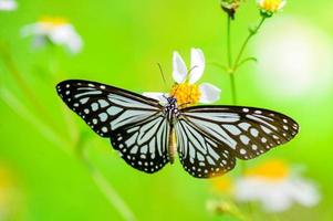 lindas borboletas na natureza estão procurando néctar de flores na região tailandesa da tailândia. foto