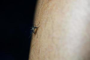 mosquitos em florestas tropicais estão sugando sangue na pele humana. foto