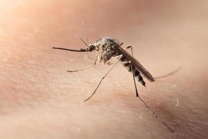 macro de mosquito sugador de sangue na pele humana